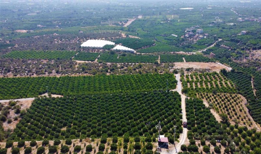 Limonun Başkentinde Hasat Zamanı
