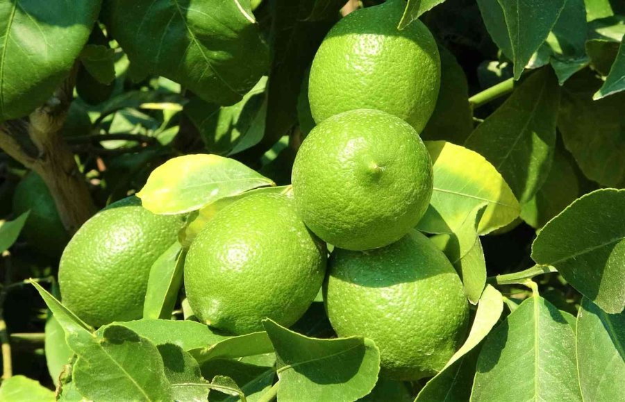 Limonun Başkentinde Hasat Zamanı