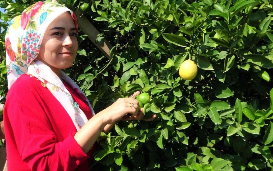 Limonun Başkentinde Hasat Zamanı