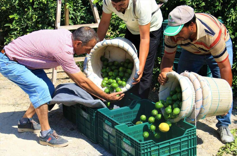 Limonun Başkentinde Hasat Zamanı