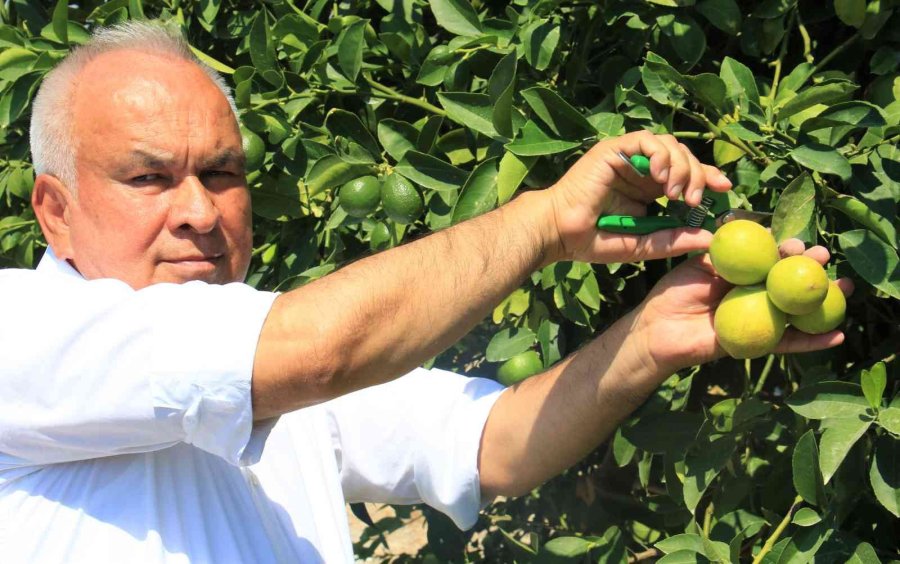 Limonun Başkentinde Hasat Zamanı