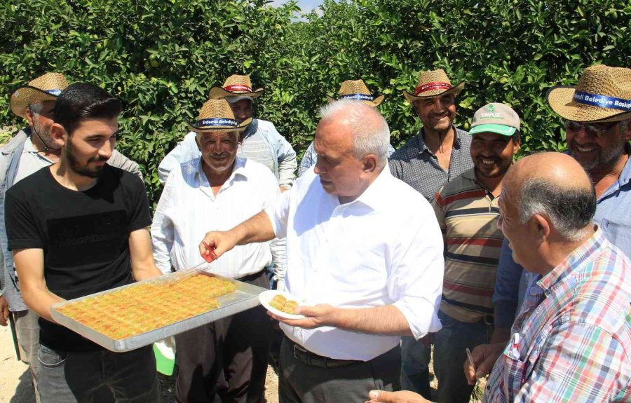 Limonun Başkentinde Hasat Zamanı