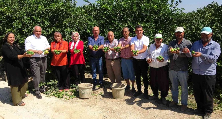 Limonun Başkentinde Hasat Zamanı