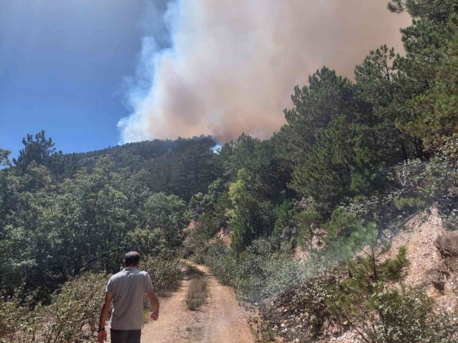 Eskişehir’deki Yangında 10 Hektarlık Meşe Ve Karaçam Ormanı Zarar Gördü