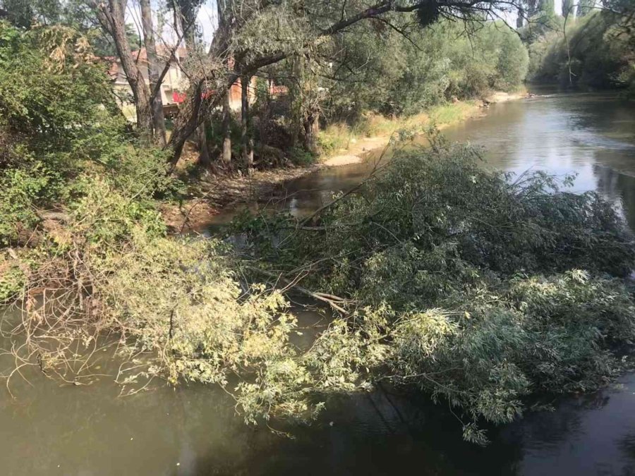 Şiddetli Rüzgarın Etkisiyle Ağaç Porsuk’a Devrildi