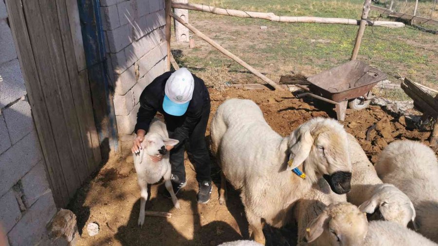 Genç Kız Kendisine Alışamayan Koyunlar İçin Babası Gibi Giyinip Türküler Söylüyor