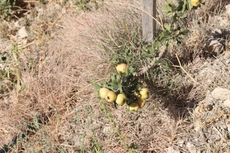Alıç Bahçesini Traktörle Sürüp Tahrip Ettiler