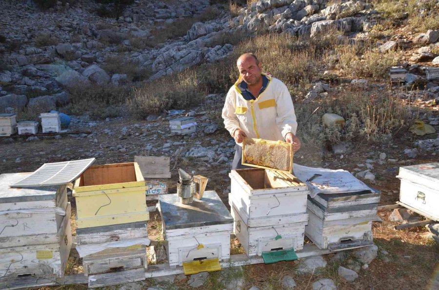 Siparişler Kovandan Çıkmadan Alınıyor, Kilogramı 300 Tl’den Satılıyor
