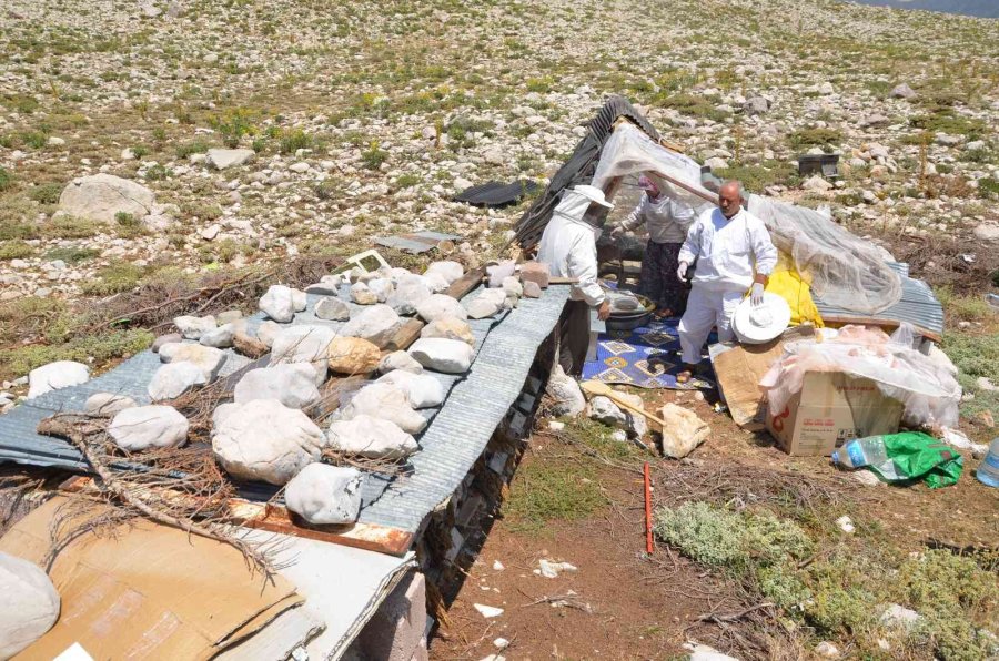 Siparişler Kovandan Çıkmadan Alınıyor, Kilogramı 300 Tl’den Satılıyor