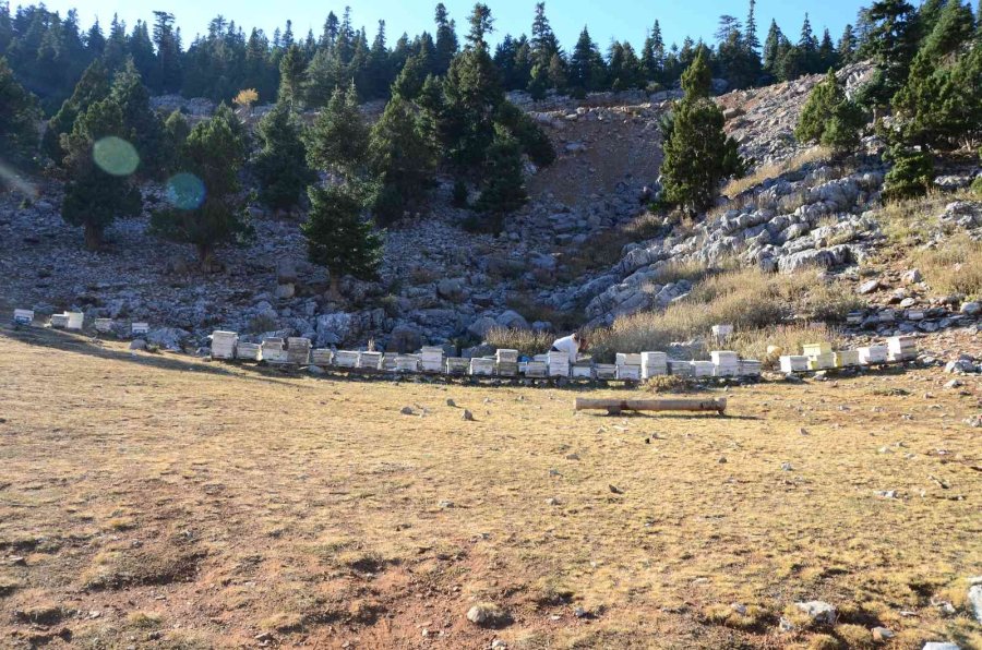 Siparişler Kovandan Çıkmadan Alınıyor, Kilogramı 300 Tl’den Satılıyor