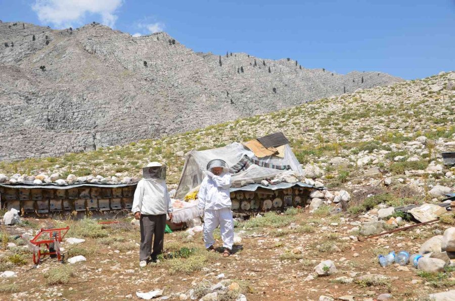 Siparişler Kovandan Çıkmadan Alınıyor, Kilogramı 300 Tl’den Satılıyor
