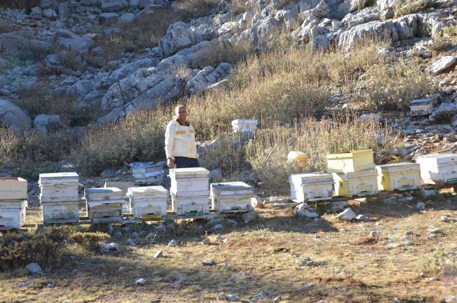 Siparişler Kovandan Çıkmadan Alınıyor, Kilogramı 300 Tl’den Satılıyor