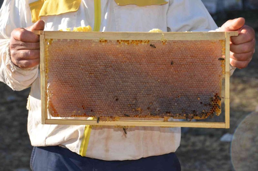 Siparişler Kovandan Çıkmadan Alınıyor, Kilogramı 300 Tl’den Satılıyor