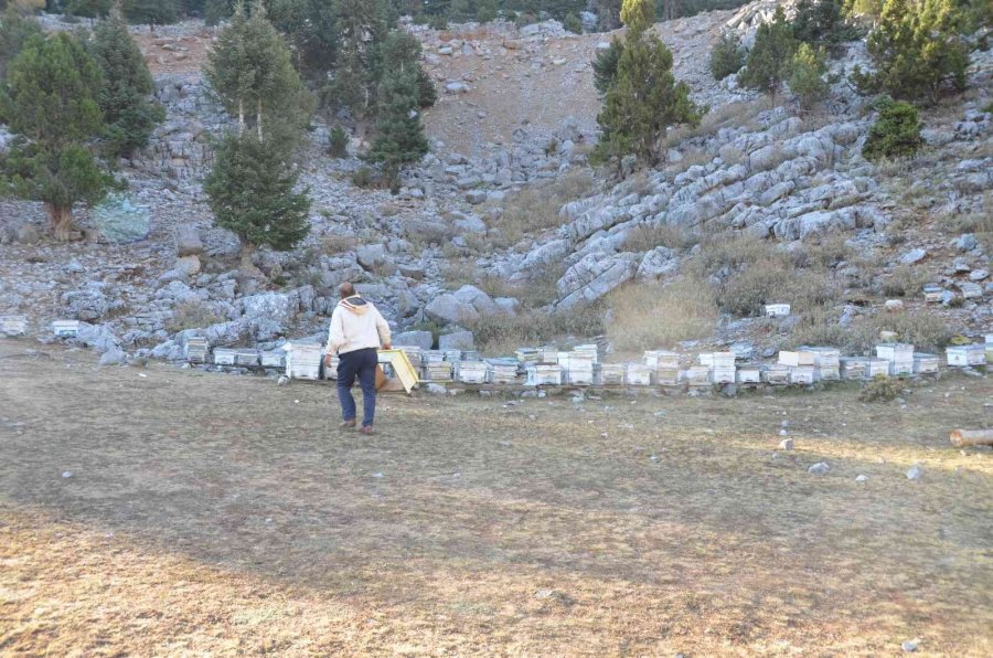 Siparişler Kovandan Çıkmadan Alınıyor, Kilogramı 300 Tl’den Satılıyor