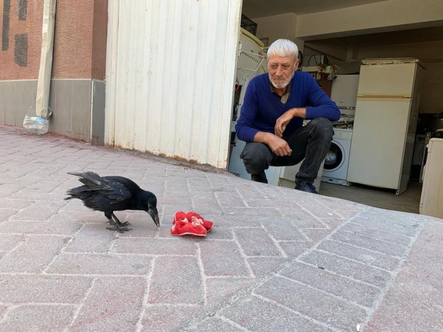 Recep Amca Ve Karga ‘şakir’in Dostluğu Görenleri Mest Ediyor