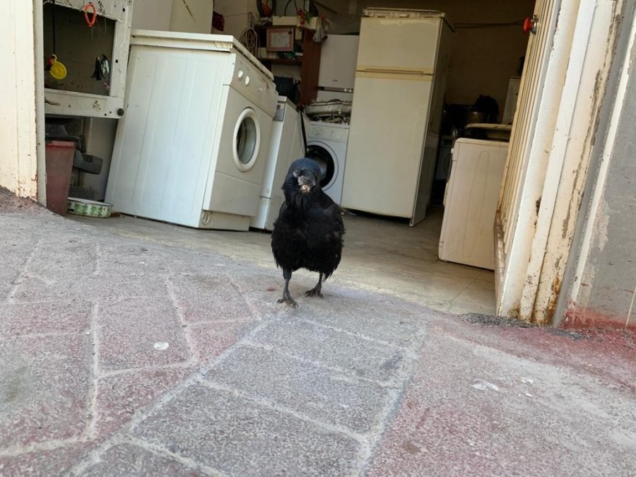 Recep Amca Ve Karga ‘şakir’in Dostluğu Görenleri Mest Ediyor