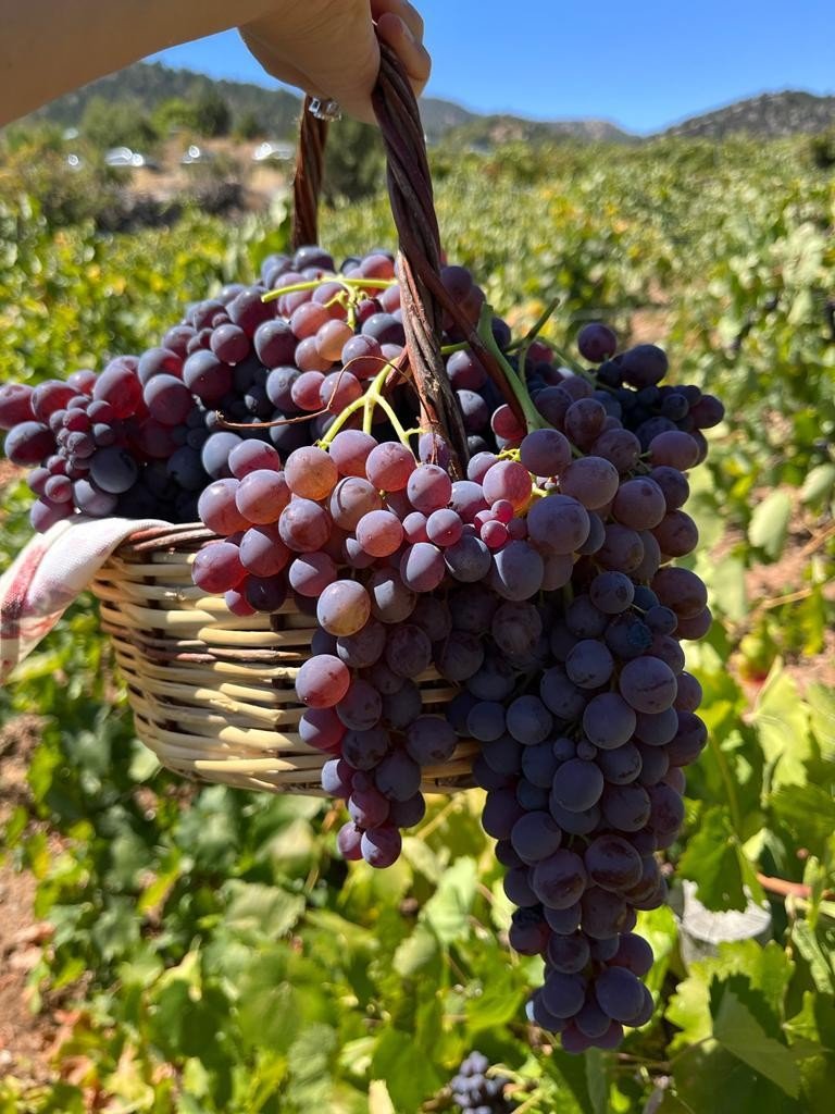 Konya’da Bağ Bozumu Şenliği