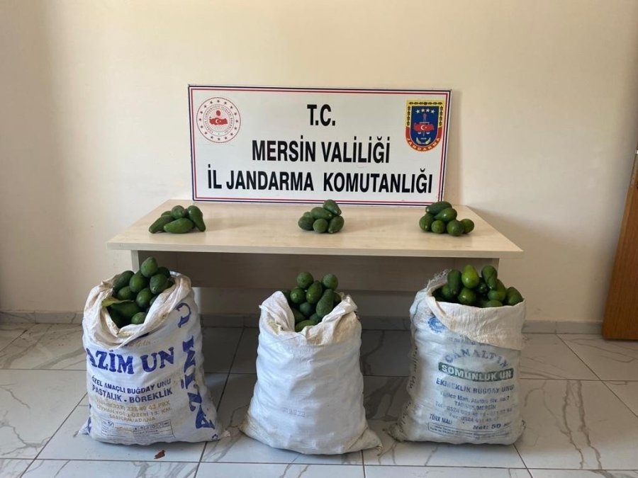 Bahçeden Avokado Çalarken Yakalanan 2 Şüpheli Tutuklandı