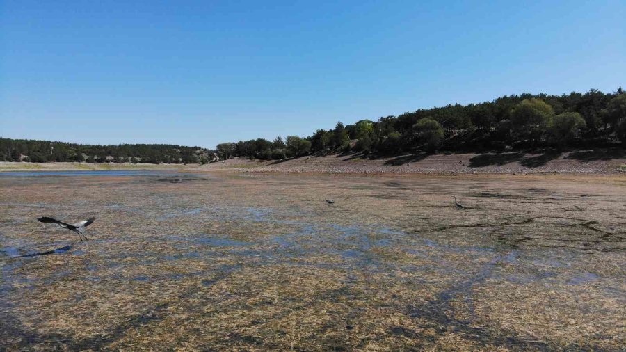 1 Yılda 100 Bin Metreküp Su Kaybeden Musaözü Barajı Kuraklıkla Boğuşuyor