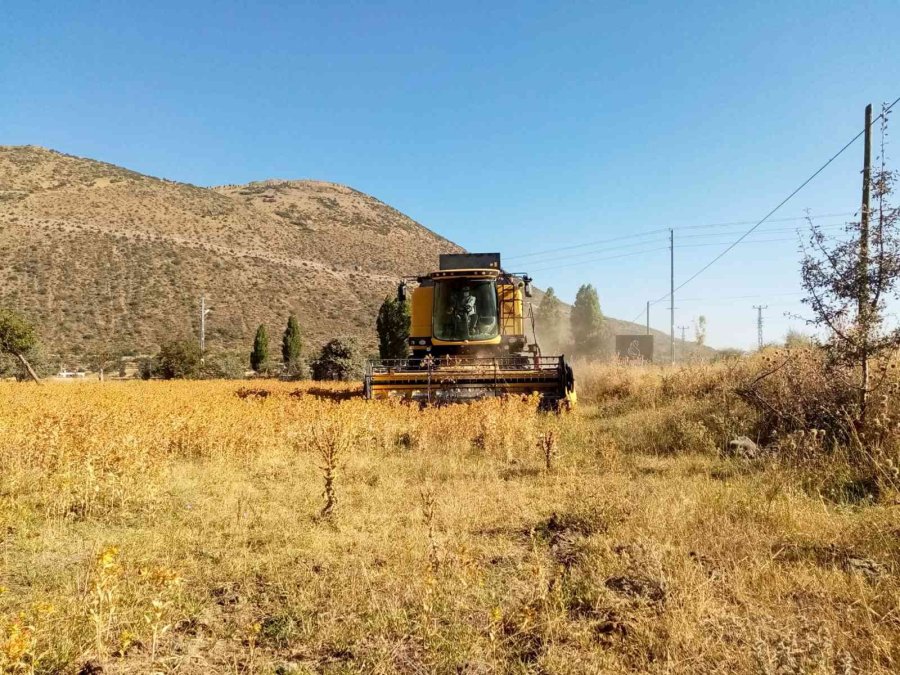 Çiftçi Belediye Talas Şimdi De Aspir Hasadı Yaptı