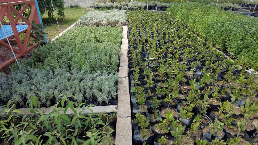 Tarsus’ta Belediyeye Ait Fidanlıklarda Tarımsal Üretime Destek Veriliyor