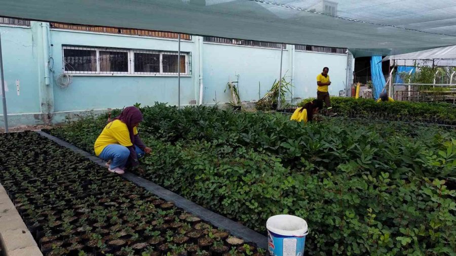 Tarsus’ta Belediyeye Ait Fidanlıklarda Tarımsal Üretime Destek Veriliyor