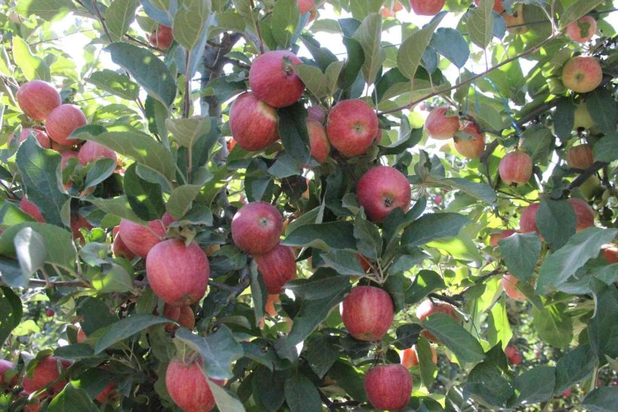 Karaman’da Dalları Elma Bastı