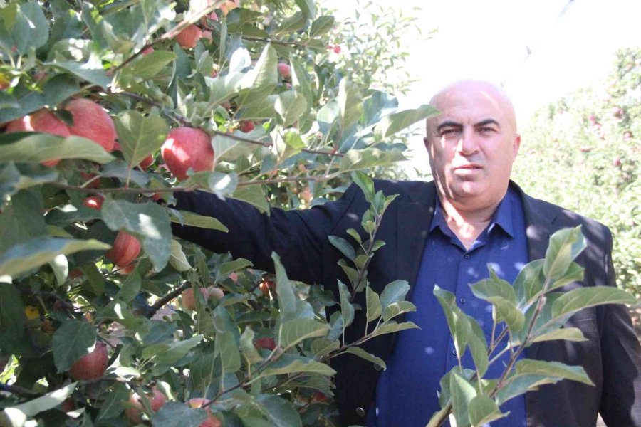 Karaman’da Dalları Elma Bastı