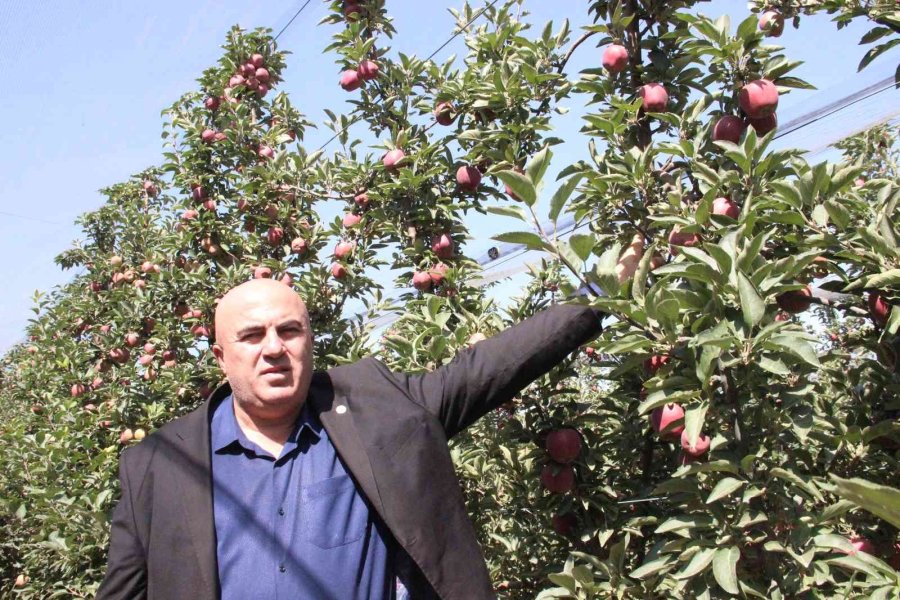 Karaman’da Dalları Elma Bastı