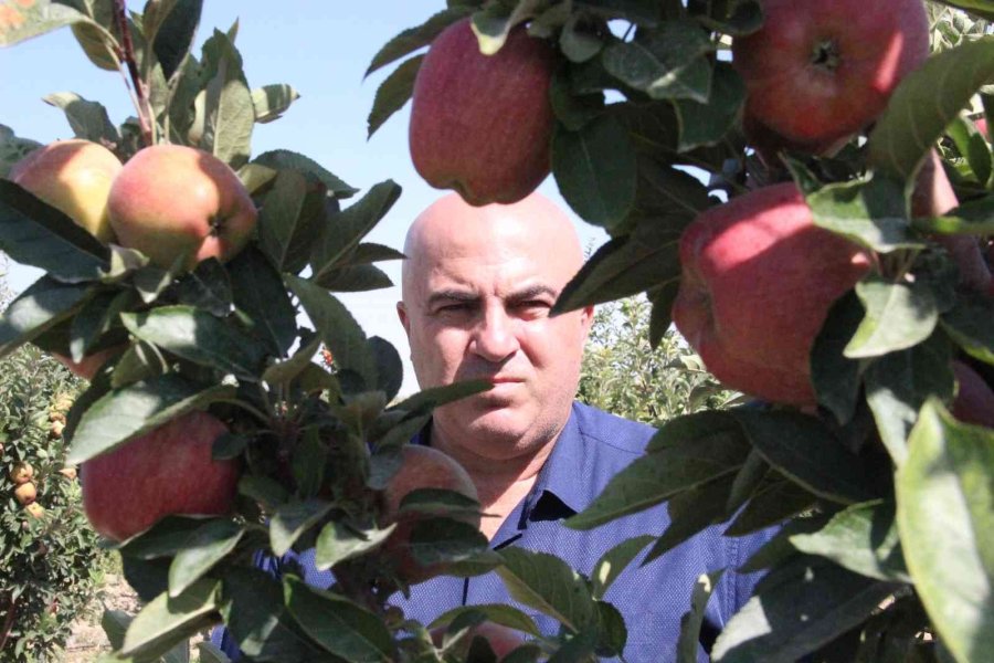 Karaman’da Dalları Elma Bastı