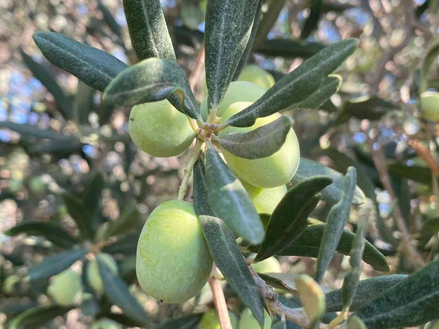 Antalya’da Zeytin Hasadı Başladı