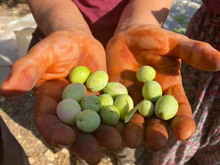 Antalya’da Zeytin Hasadı Başladı