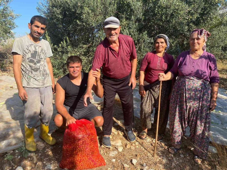 Antalya’da Zeytin Hasadı Başladı