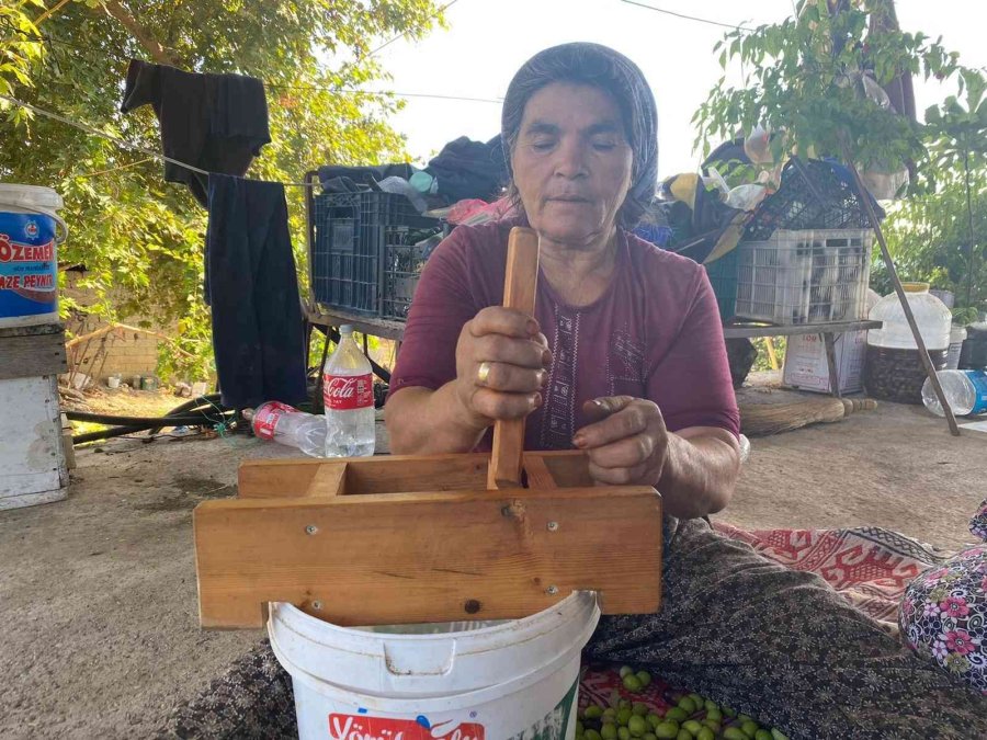Antalya’da Zeytin Hasadı Başladı