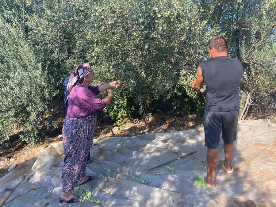 Antalya’da Zeytin Hasadı Başladı
