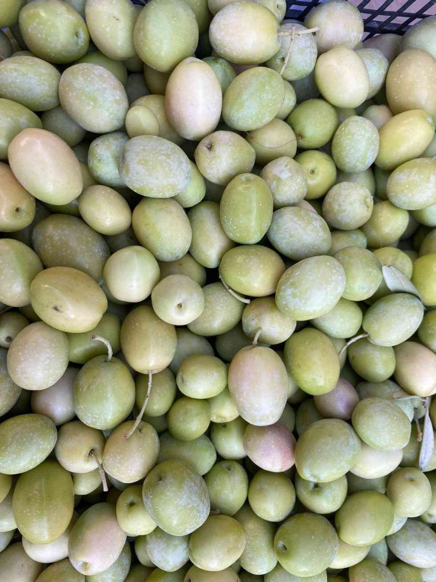 Antalya’da Zeytin Hasadı Başladı