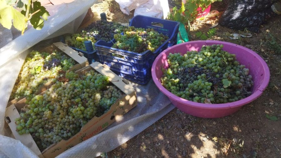 Yunusemre’de Bağ Bozumu Başladı