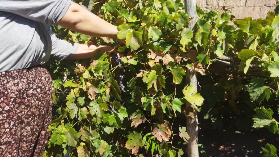 Yunusemre’de Bağ Bozumu Başladı