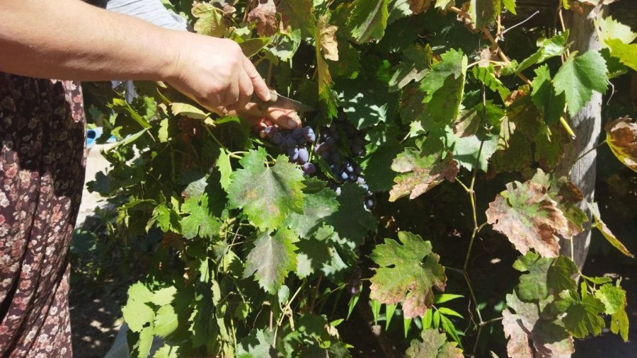 Yunusemre’de Bağ Bozumu Başladı