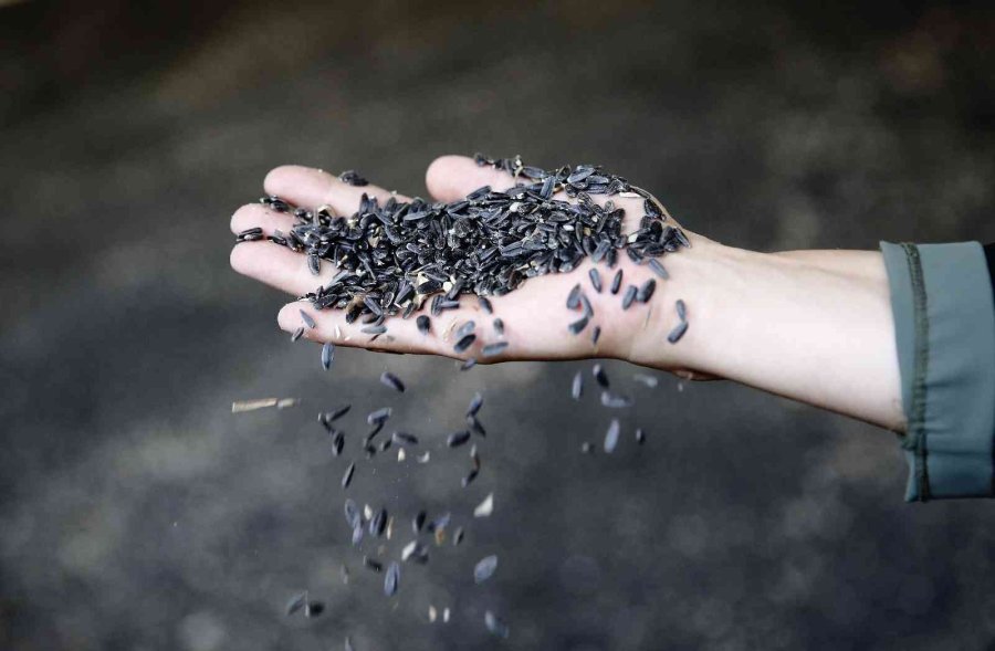 Çaykenarı Mahallesi’nde Ayçiçeği Hasadı Sevinci