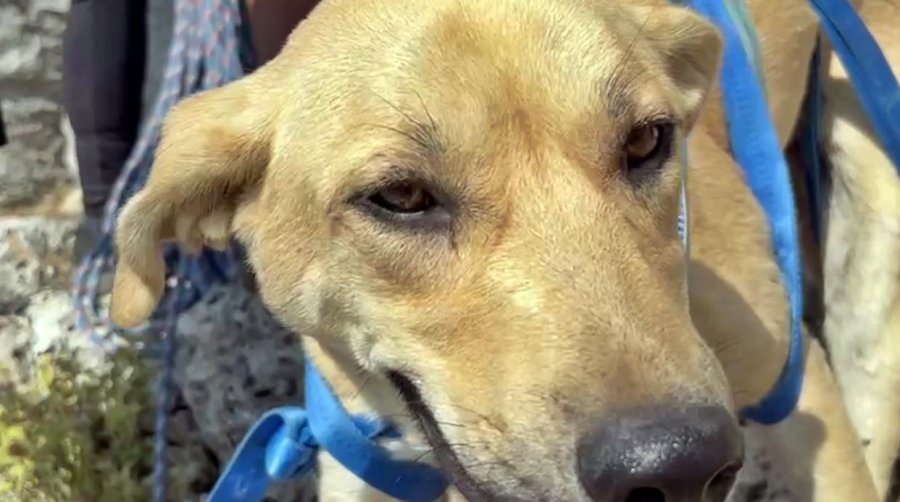 Sokak Köpeğinin Simit Ve Yumurta Vefası Dağcıları Hem Şaşırttı Hem Duygulandırdı