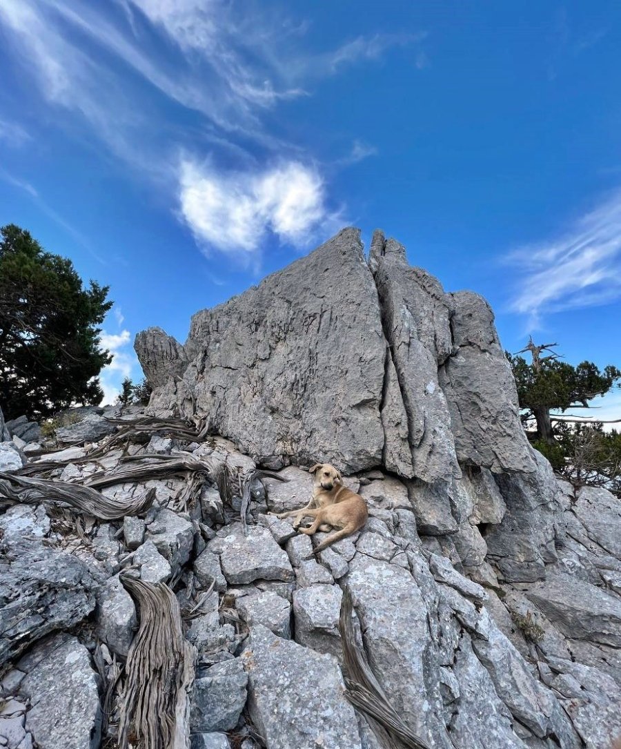 Sokak Köpeğinin Simit Ve Yumurta Vefası Dağcıları Hem Şaşırttı Hem Duygulandırdı