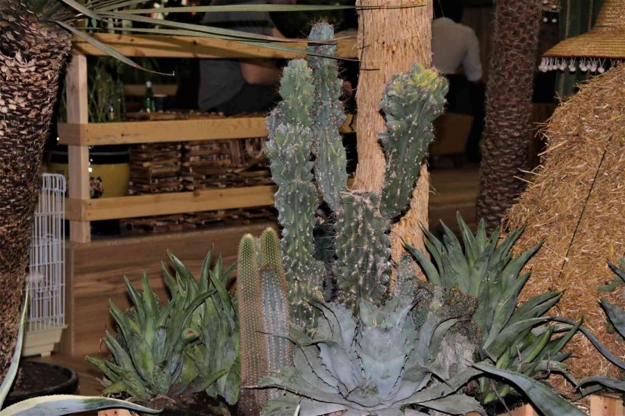 Payzajda Kuraklık Bitkilerine Dönüş