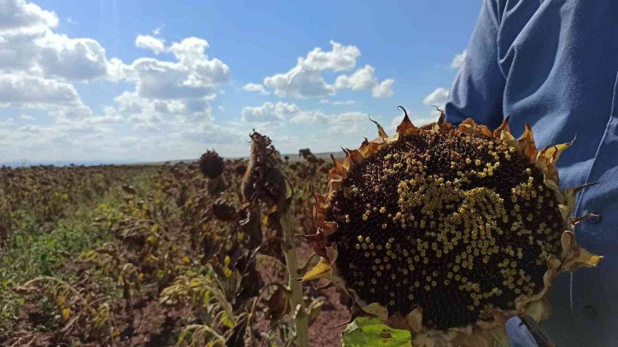250 Bin Dekarlık Tohumluk Ayçiçeğin Hasadına Başlandı