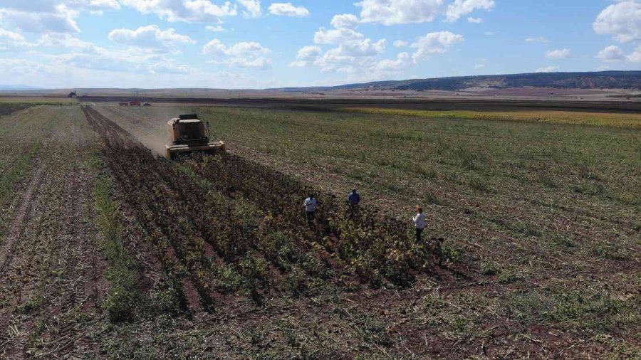 250 Bin Dekarlık Tohumluk Ayçiçeğin Hasadına Başlandı