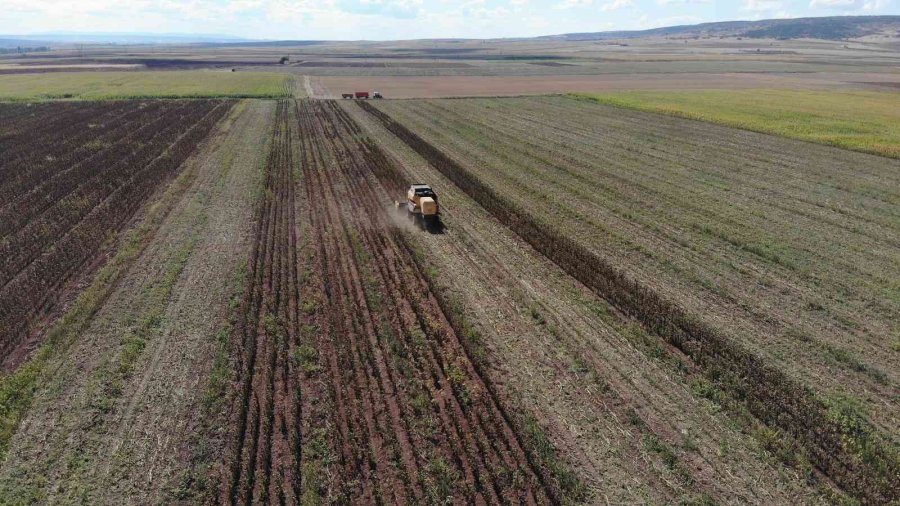 250 Bin Dekarlık Tohumluk Ayçiçeğin Hasadına Başlandı