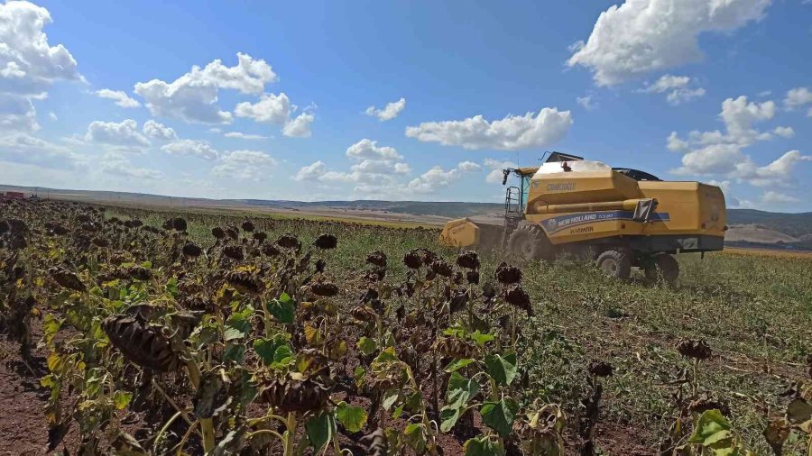 250 Bin Dekarlık Tohumluk Ayçiçeğin Hasadına Başlandı