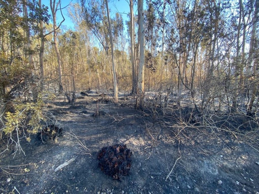 Kaş’taki Orman Yangını Kontrol Altına Alındı