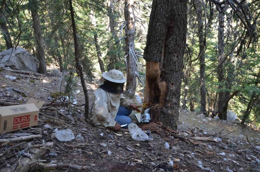 Antalyalı Balcılar Toros Dağları’nda Firari Arıların İzini Sürerek Bal Topluyor