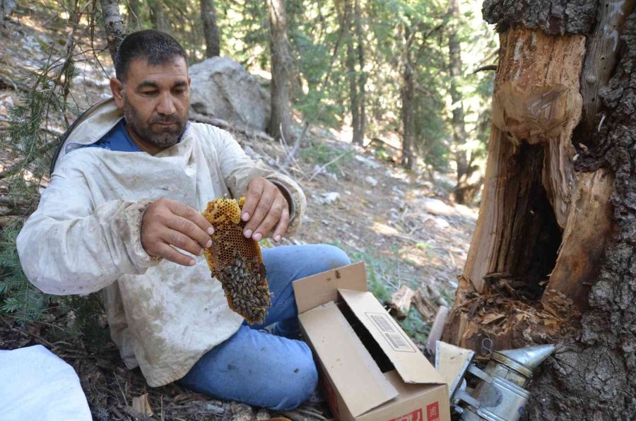 Antalyalı Balcılar Toros Dağları’nda Firari Arıların İzini Sürerek Bal Topluyor